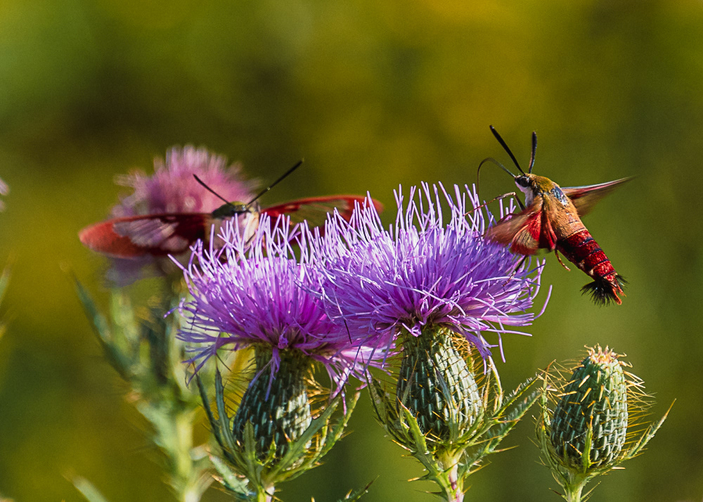 Hummingbird Moths at Occoquan