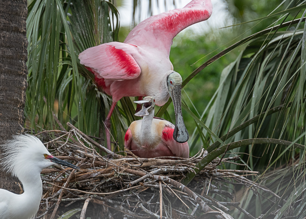 Spoonbill Couple Mating while a Snowy Egret Watches at Alligator Farm in St. Augustine