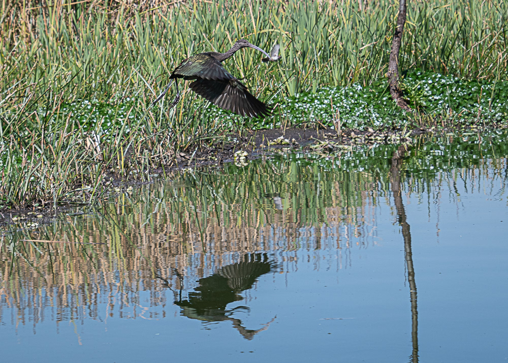 White Faced Ibis along Floating Gardens in Xochimilco