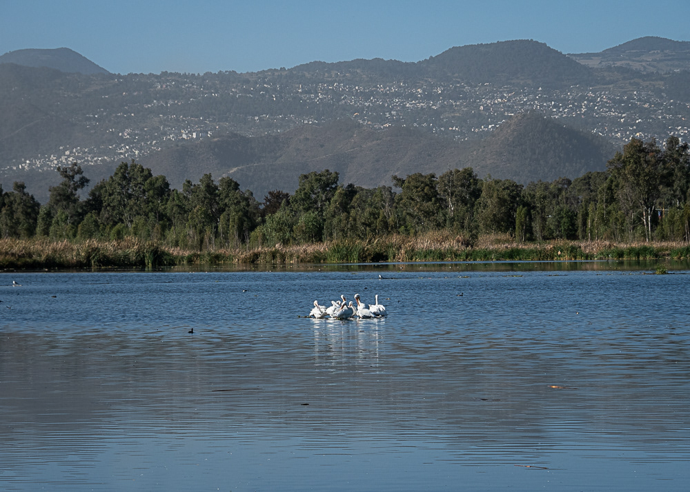 White Pelicans with Volcanoes in Background  at Xochimilco Ecological Park