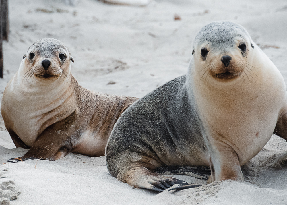 Young Seals at Seal Bay