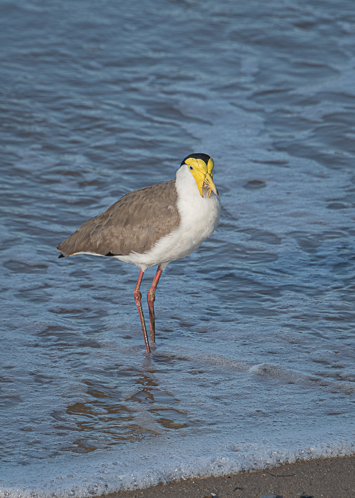 Masked Lapwing at Cairns Esplanade