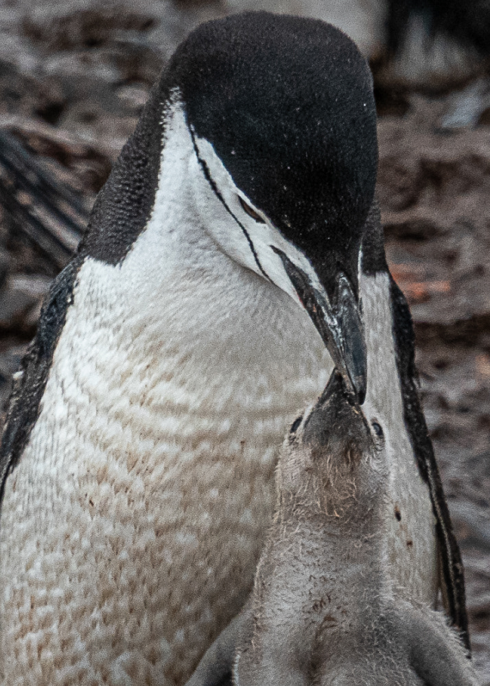 Chinstrap Penguins in Antarctica