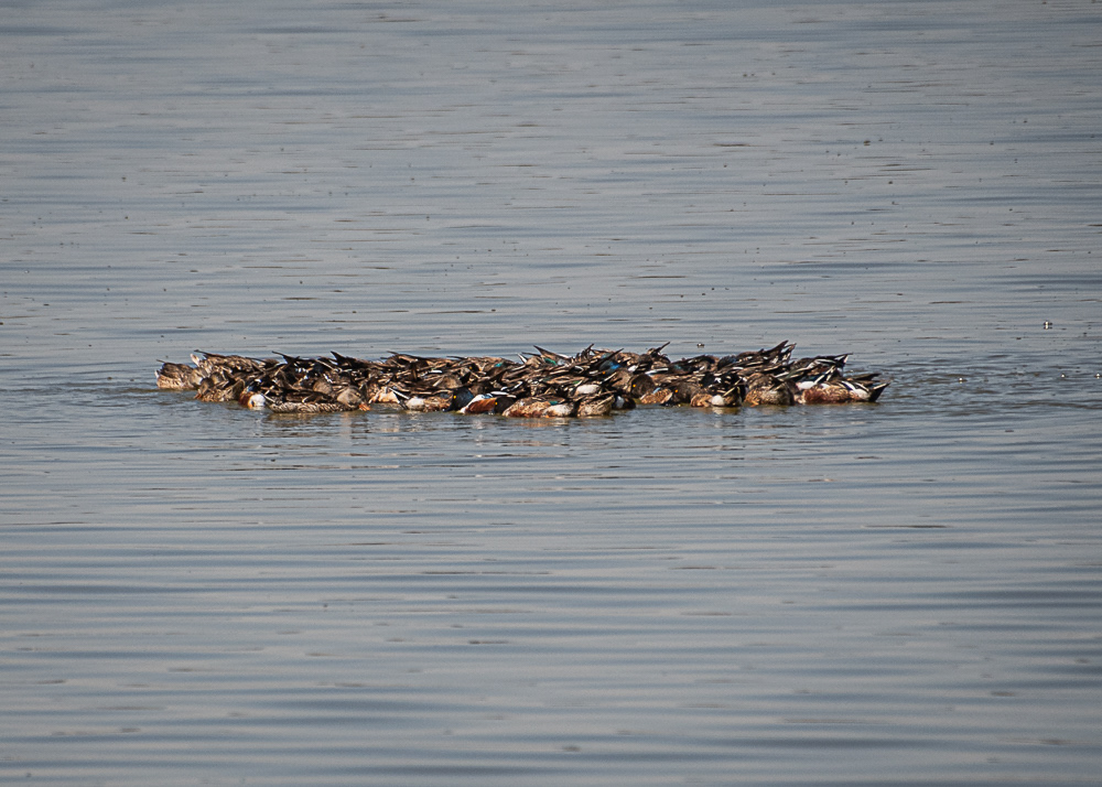 Group of Northern Shovelers snoozing at Floating Gardens