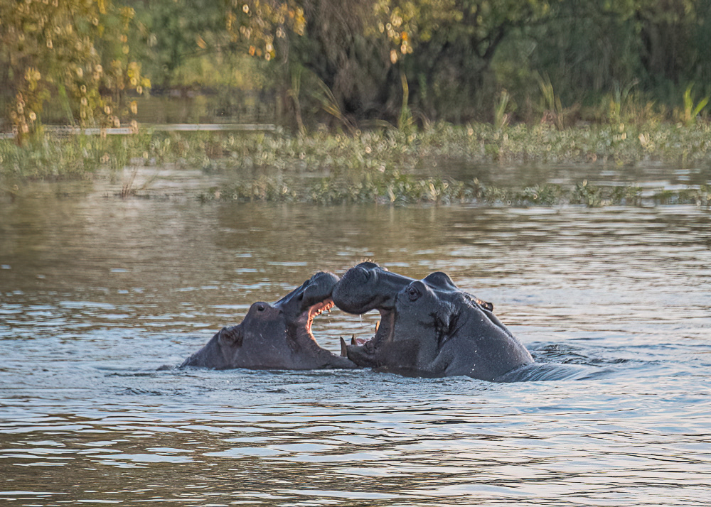 Hippo Love in the Zambezi River