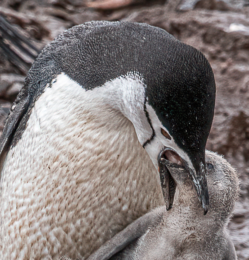 Chinstrap Feeding Baby
