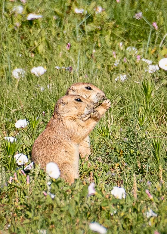 Prairie Dogs at Arsenal in Denver