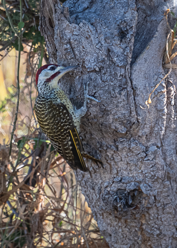 Golden Tailed Woodpecker at the Delta