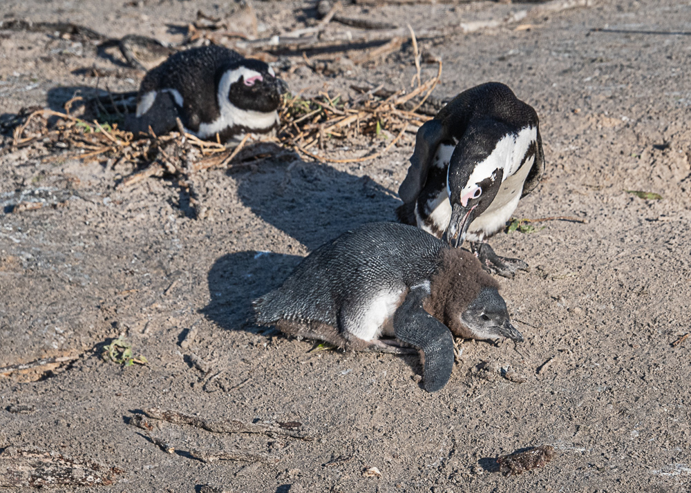 Boulder Penguin Colony