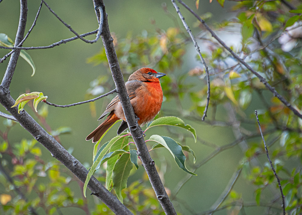Hepatic Tanager at hotel in Agangueo in Central Highlands of Mexico