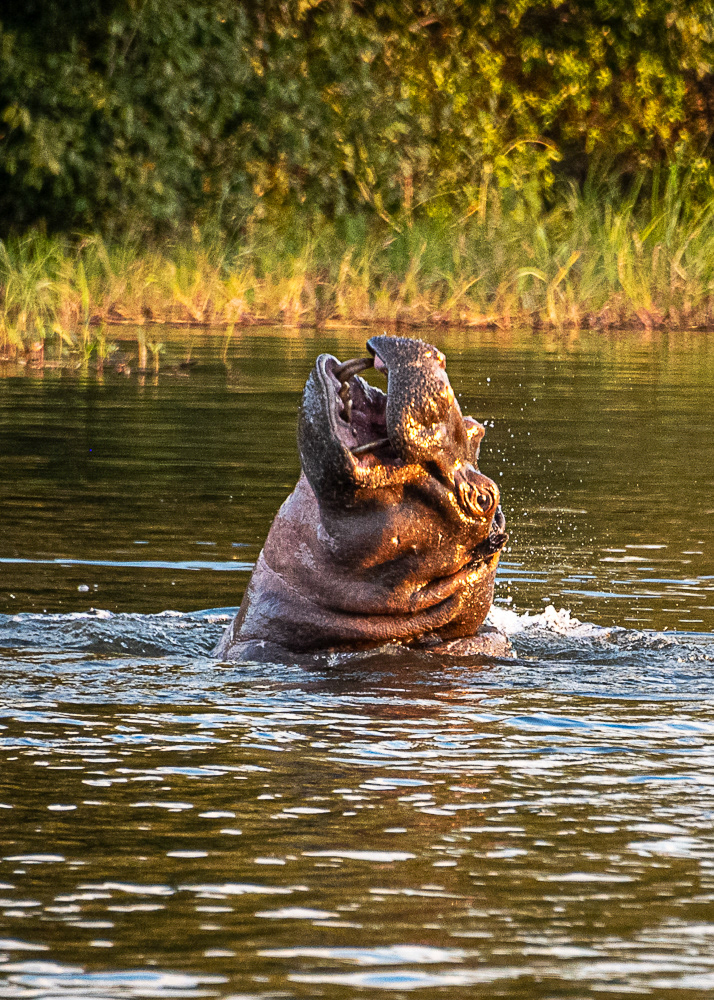 Hippo in Zambezi River