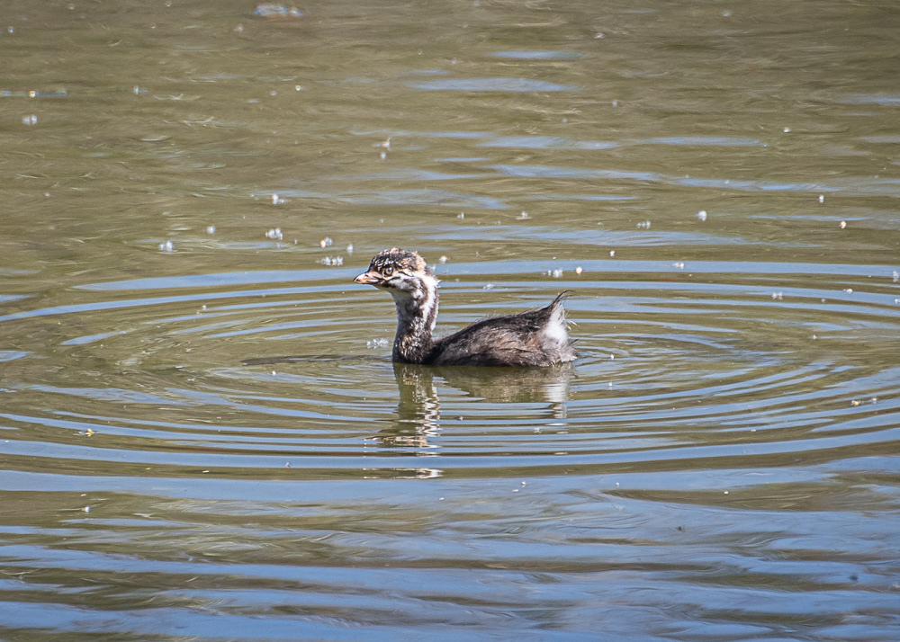 Juvenile Pied Billed Grebe at Xochimilco Ecological Park in Mexico City