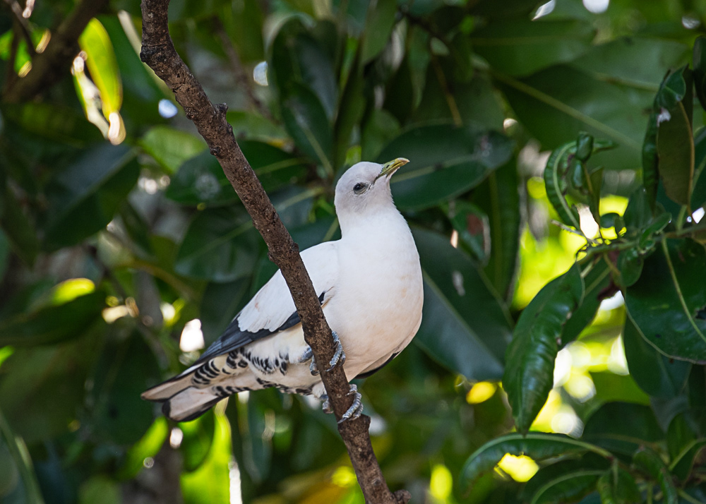 A Type of Dove in Cairns