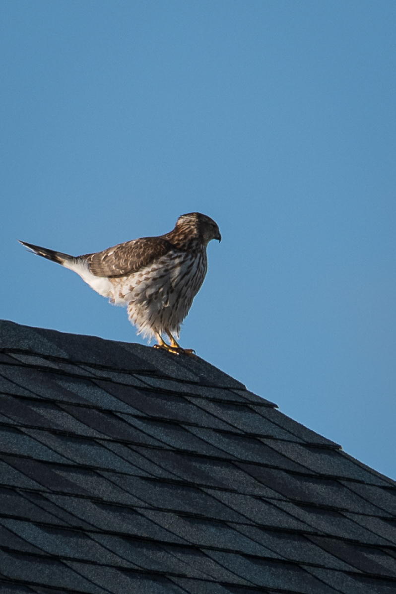 Coopes Hawk at Cape May