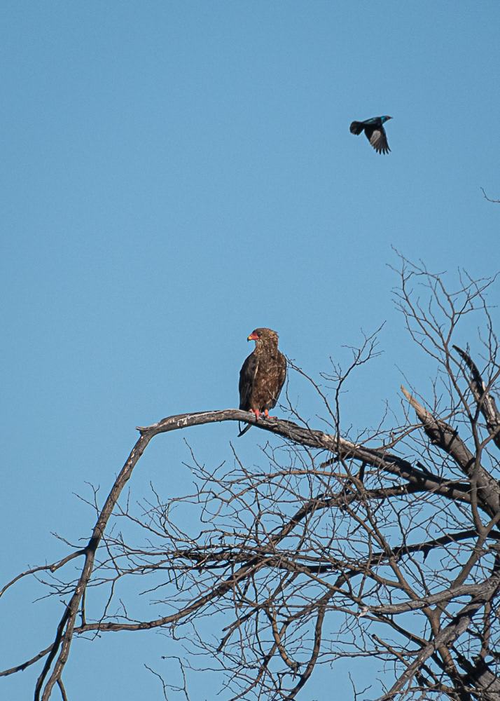Bateleur Eagle at the Delta