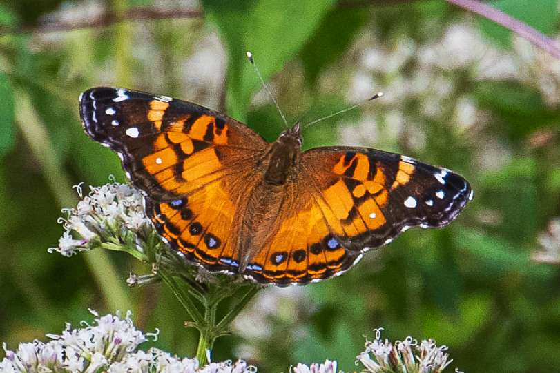 Painted Lady at Dyke Marsh
