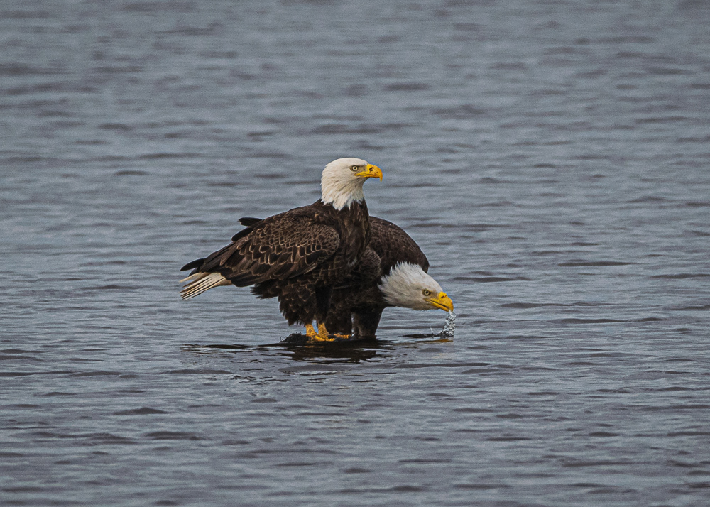 Eagles at Blackwater Wildlife Refuge
