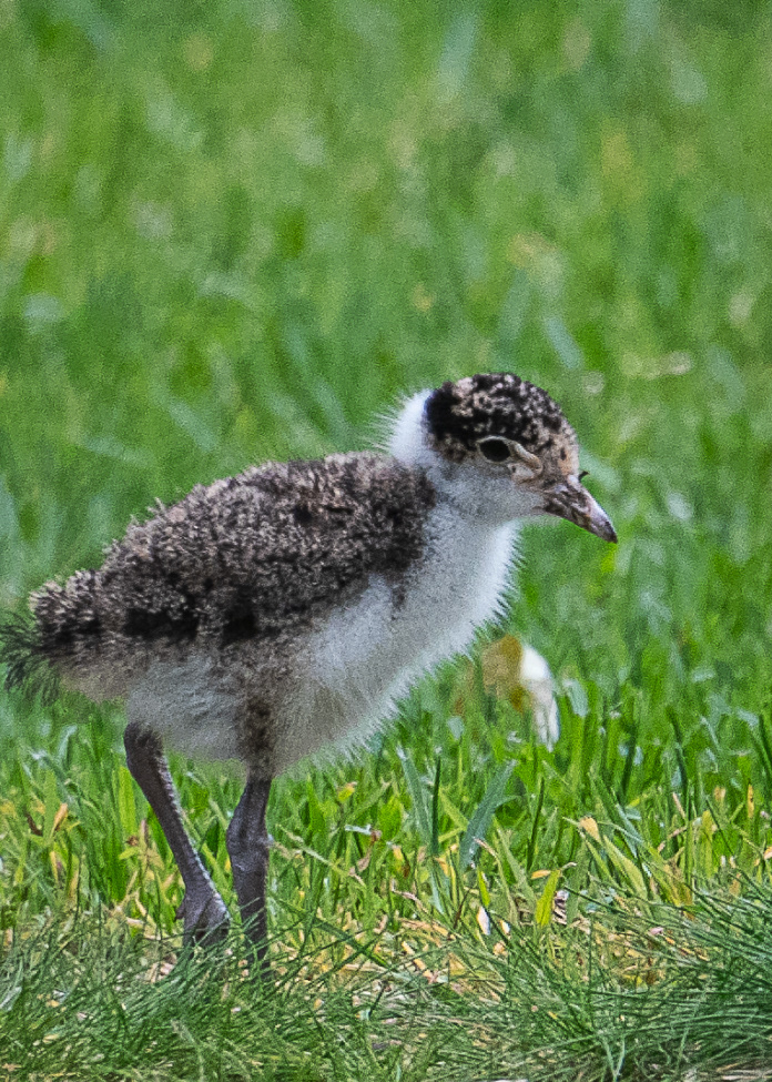 Baby Bird at Sydney Botanical Gardens
