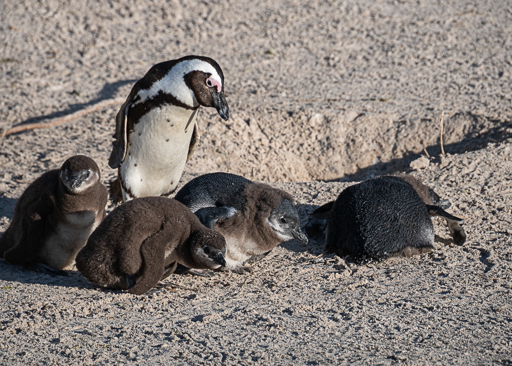 Boulder Penguin Colony
