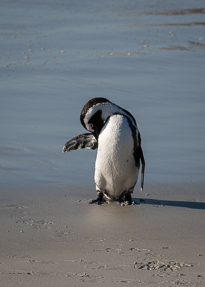 Boulder Penguin Colony
