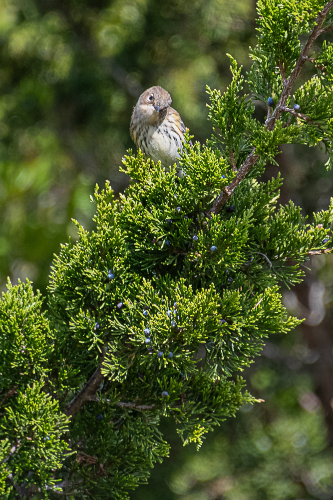 Yellow Rumped Warbler at Cape May