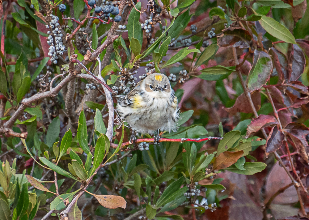 Golden Crowned Kinglet at Cape May