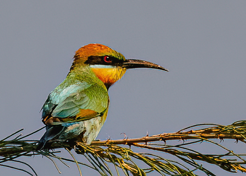 Rainbow Bee Eater in Cairns