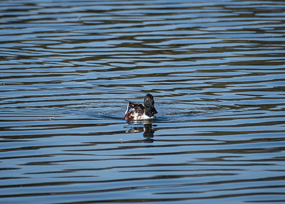Northern Shoveler  at Xochimilco Ecological Park