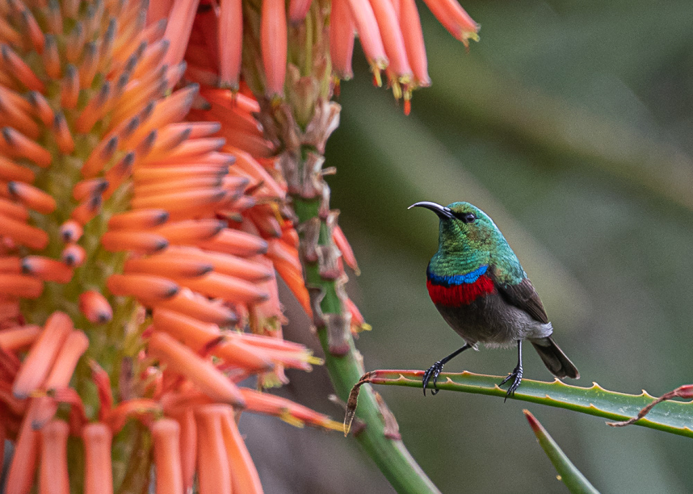 Southern Double Collared Sunbird at Botanical Gardens
