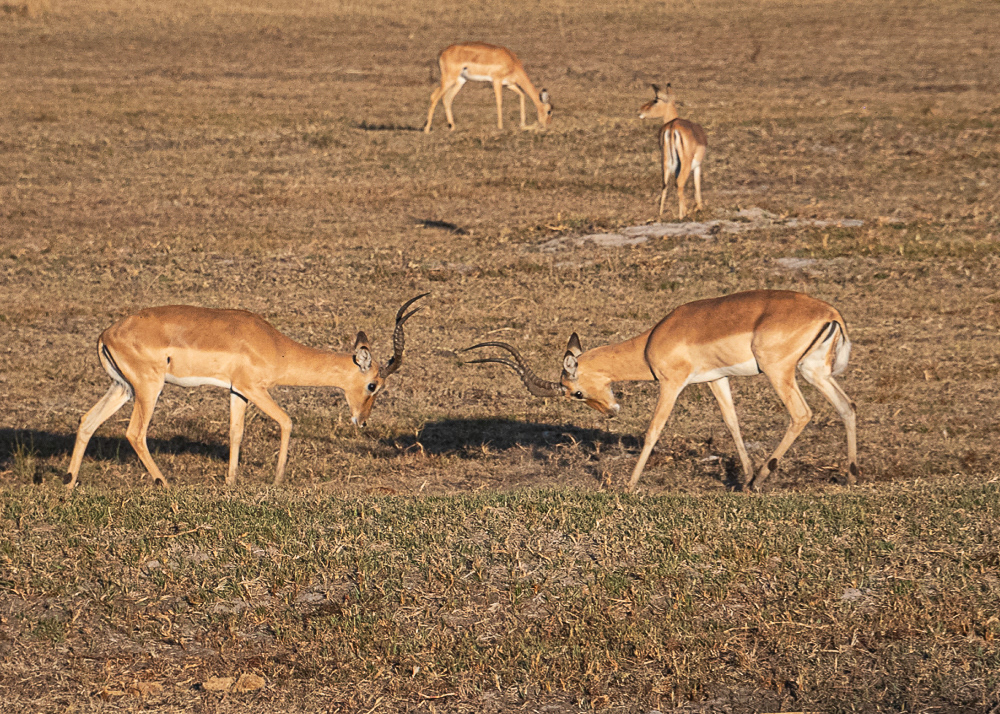 Red Lechwe at Okavango Delta