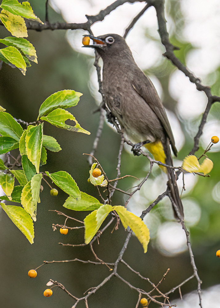 Cape Bulbul at Botanical Gardens