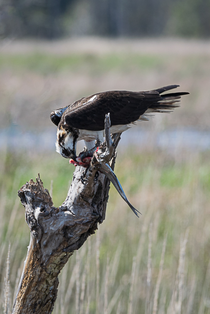 Osprey Eating a Fish at Blackwater Wildlife Refuge