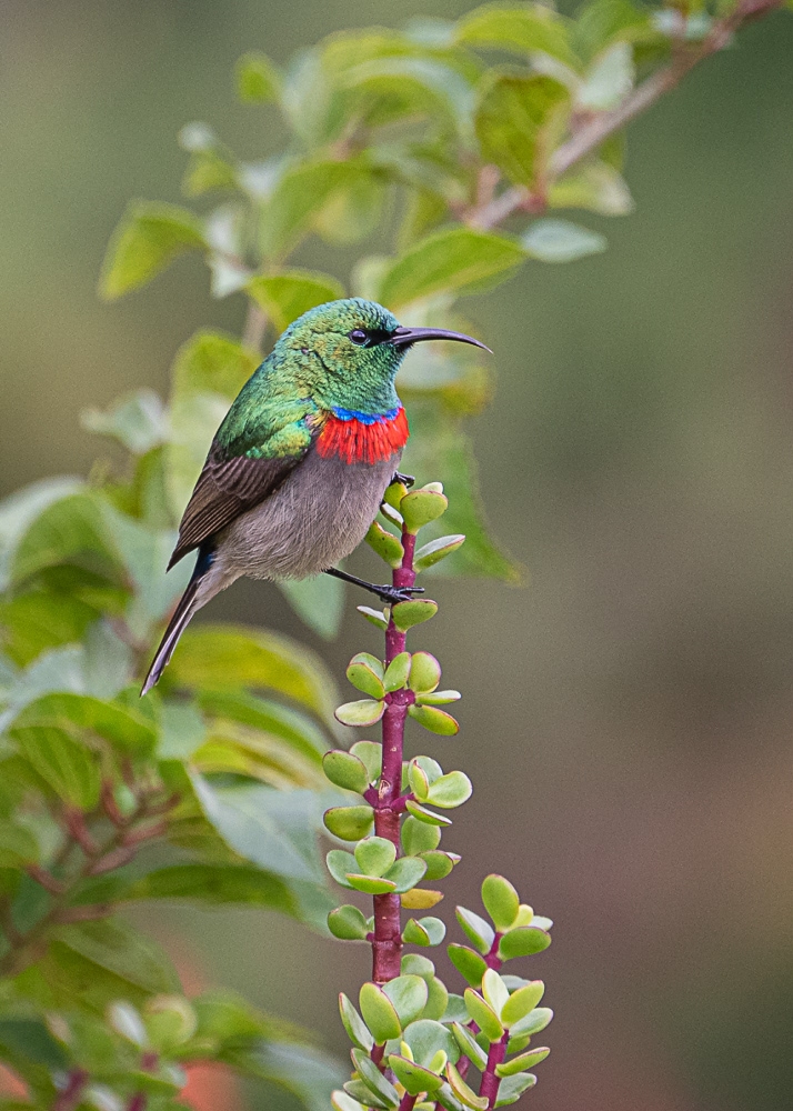 Southern Double Collared Sunbird at Botanical Gardens