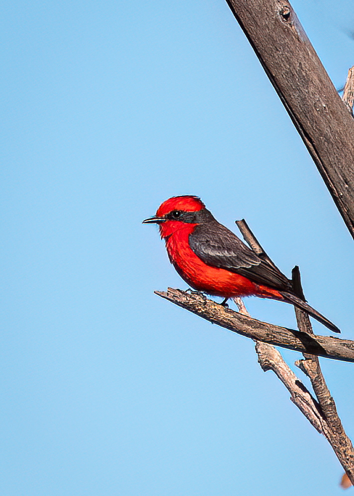 Vermillion Flycatcher at Xochimilco Ecological Reserve