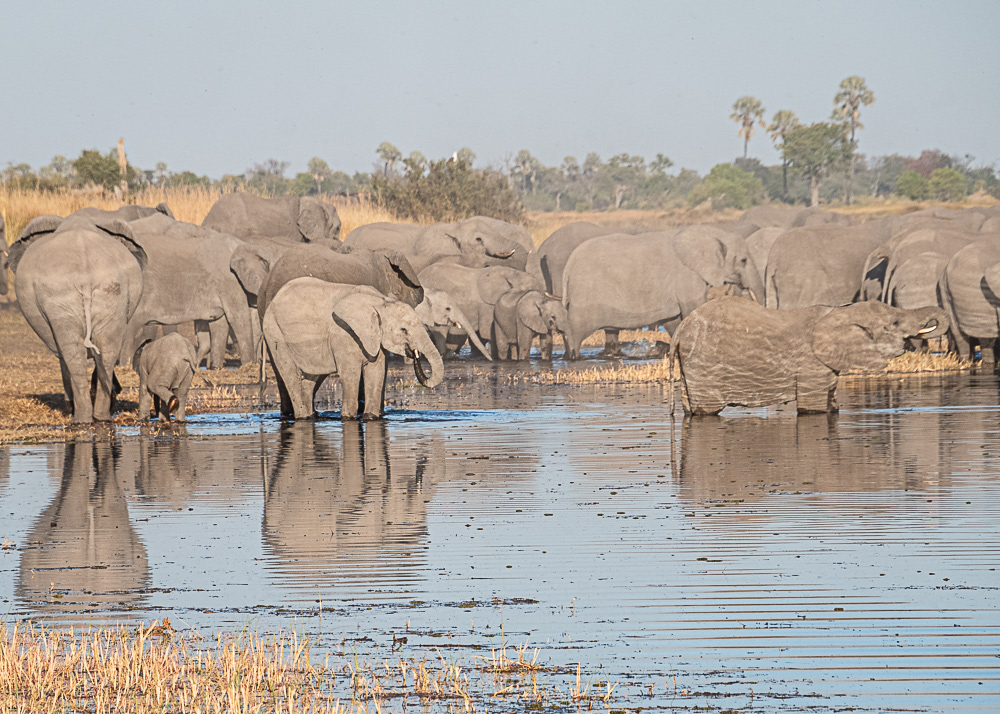 Elephants in the Okavango Delta