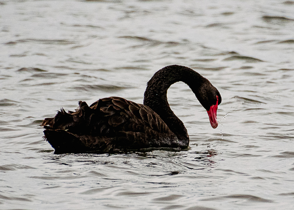 Black Swan at Kangaroo Island