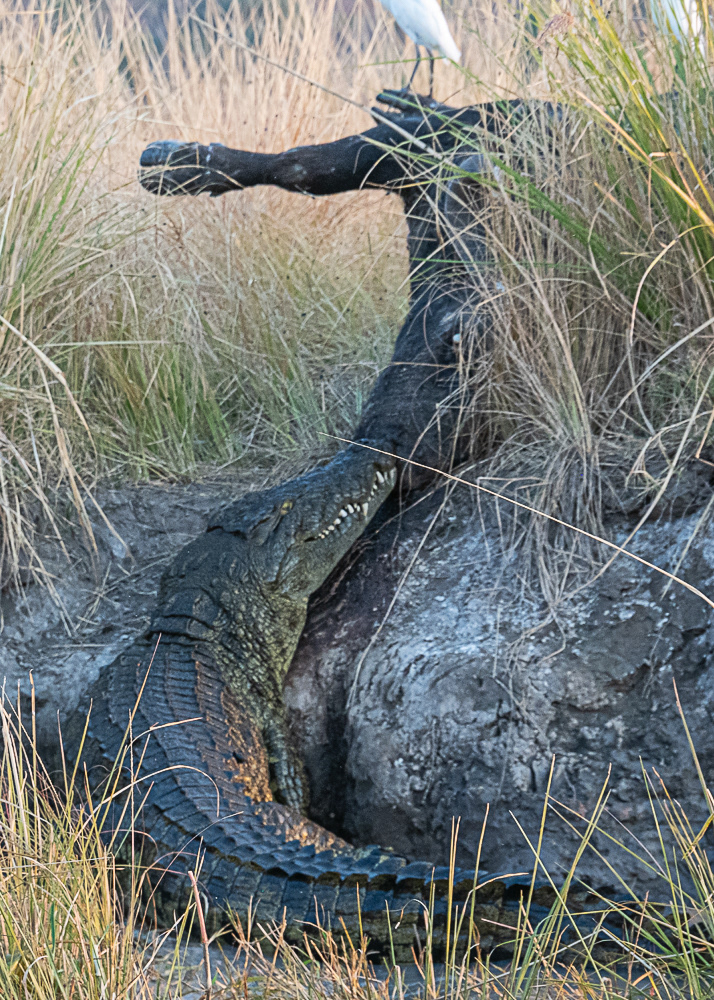 The Croc, the Egret and the Dead Buffalo