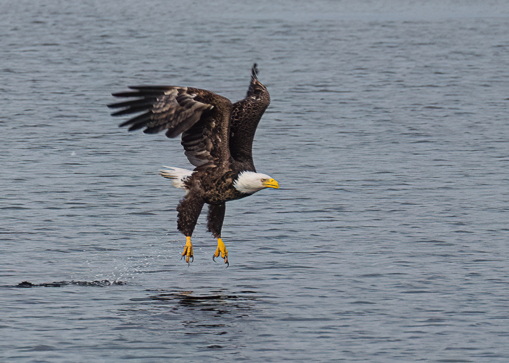 Eagle at Blackwater Wildlife Refuge