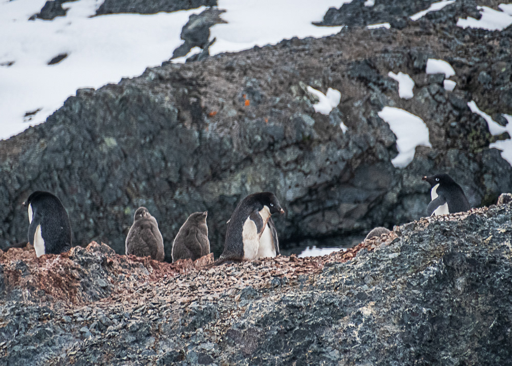 Adelie Penguin Colony