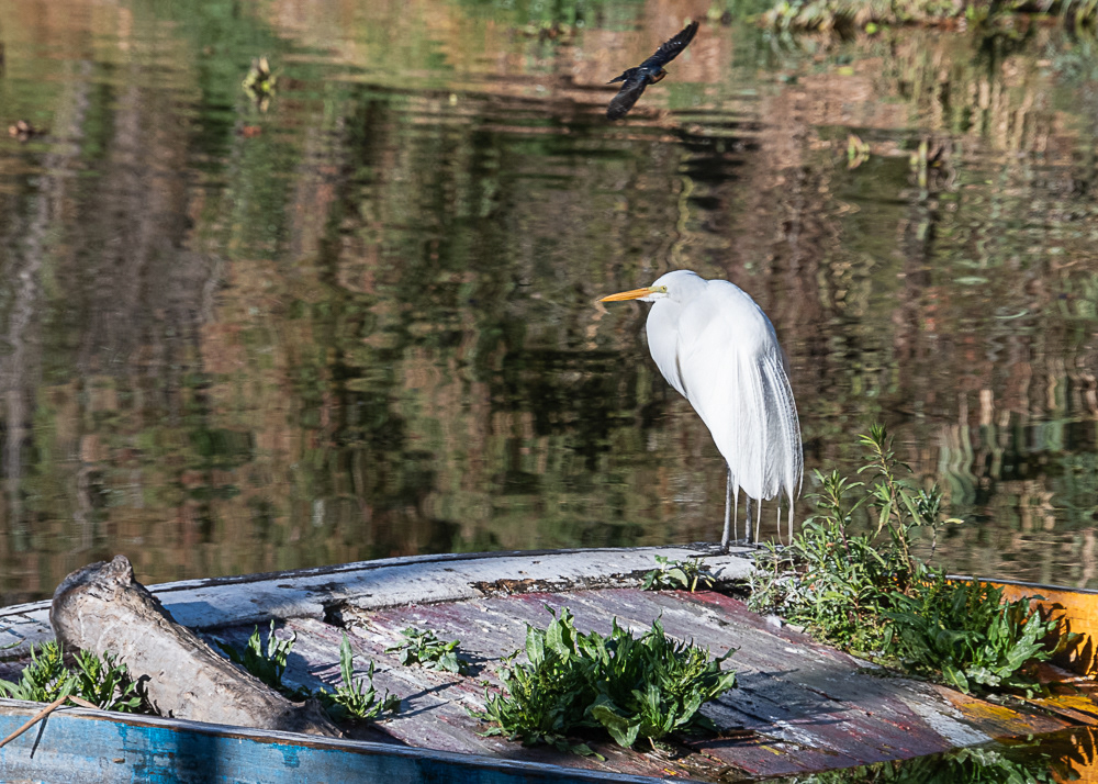 Egret at Xochimilco Ecological Park
