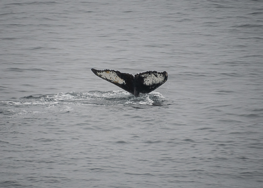 Whale Tale Breach