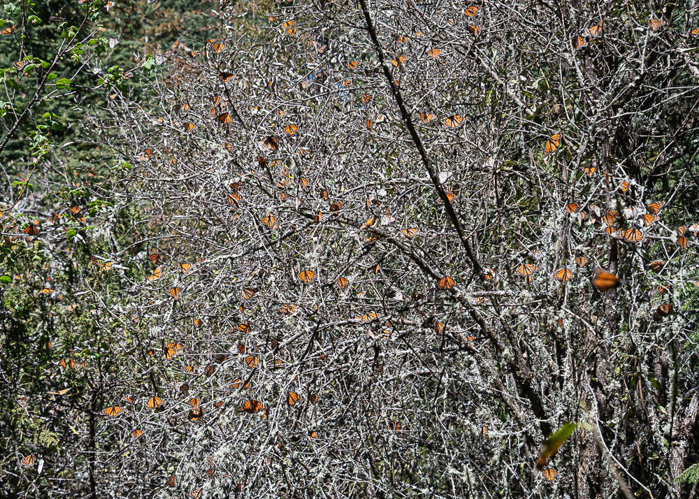 Monarch Tree at El Rosario Monarch Reserve