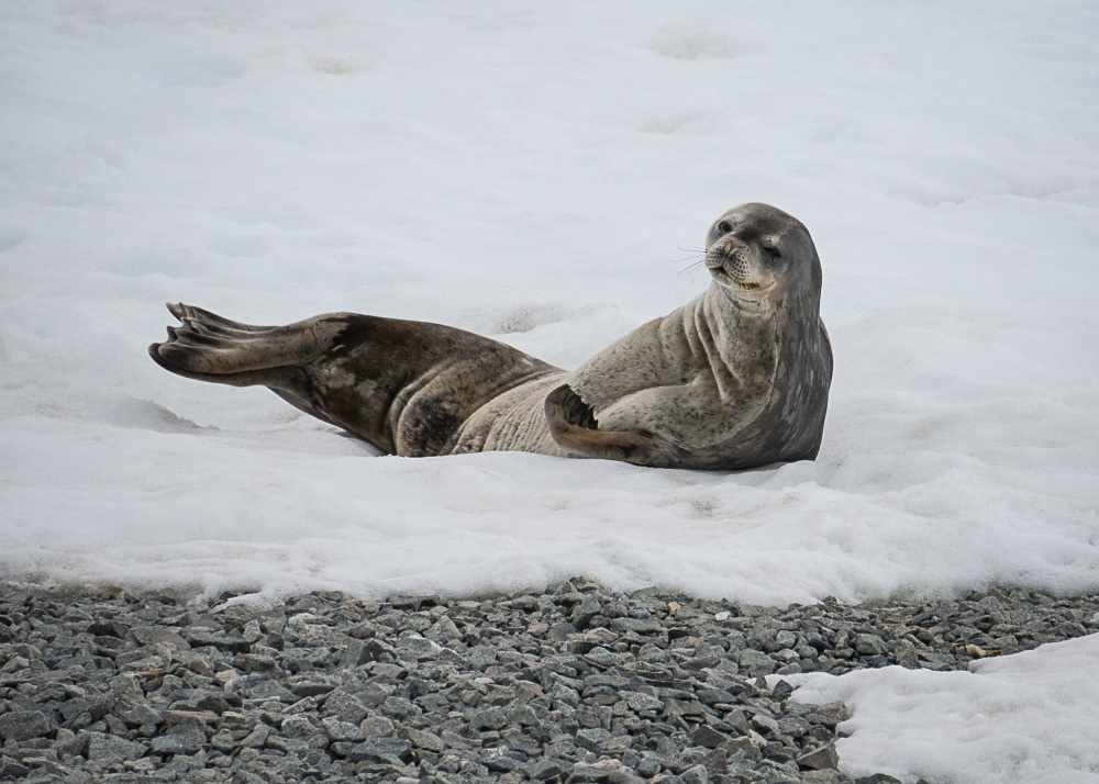 Antarctica Crabeater Seal