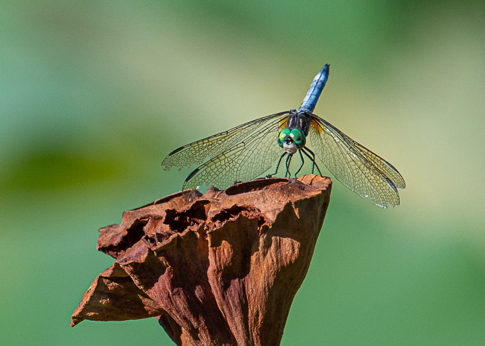 Dragonfly on a Lotus Pod at Kenilworth
