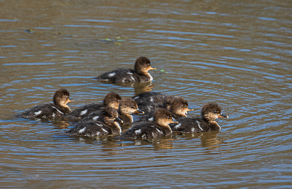 Merganser Ducklings at Huntley Meadows