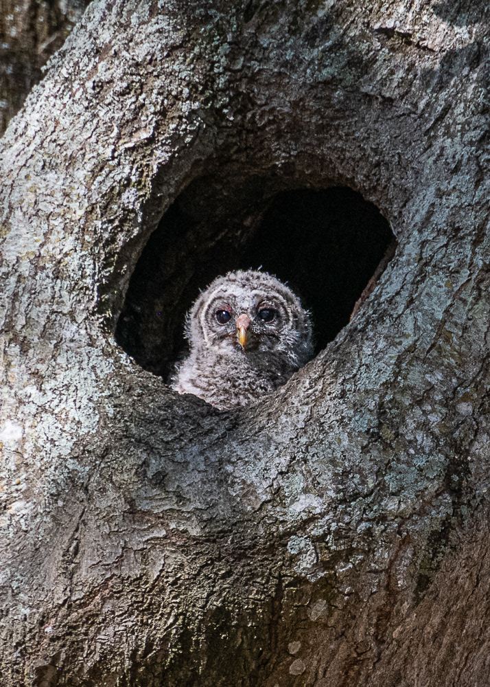 Baby Barred Owl in St. Augustine