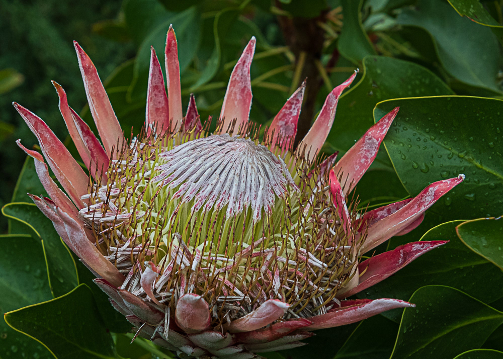Protea Flower