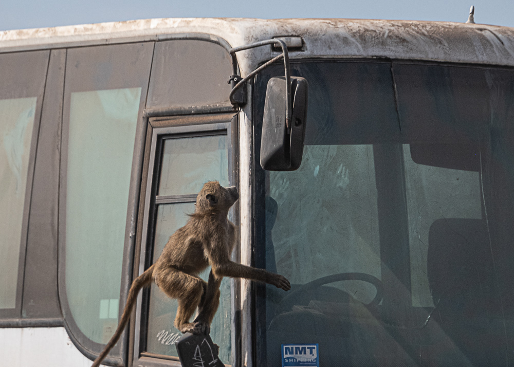 Babbon Breaking & Entering in Vicotora Falls