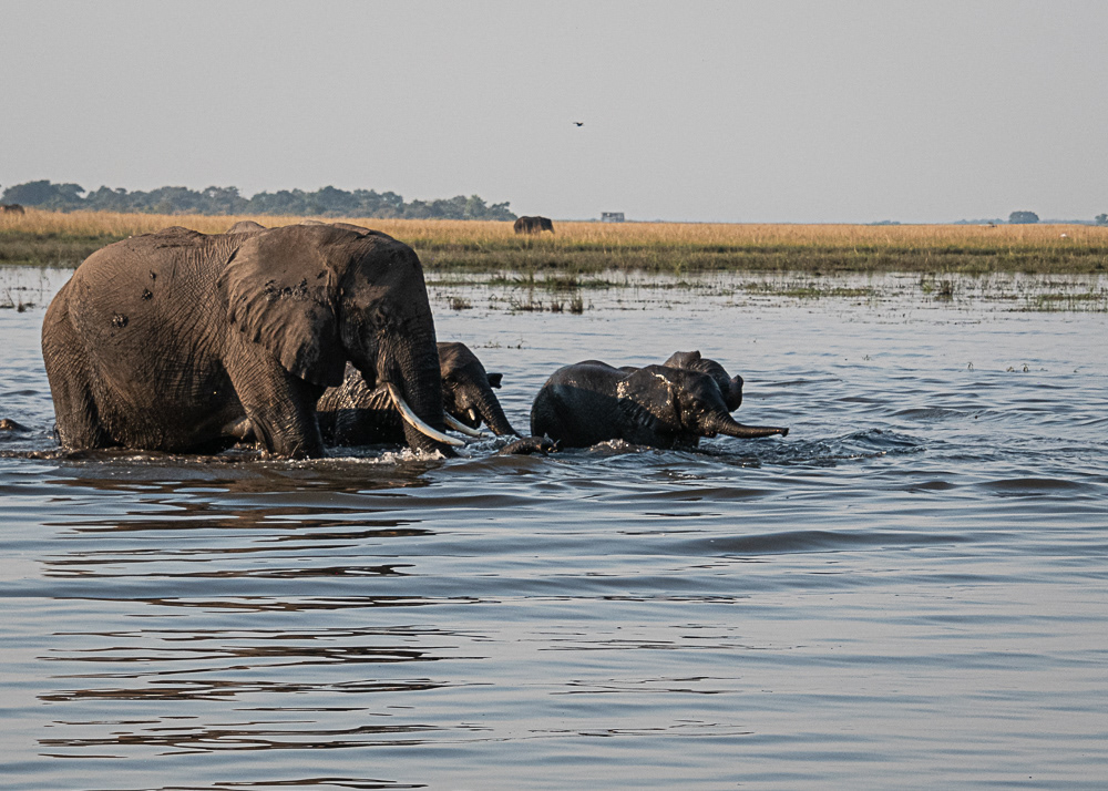 Elephant Crossing in Chobe River
