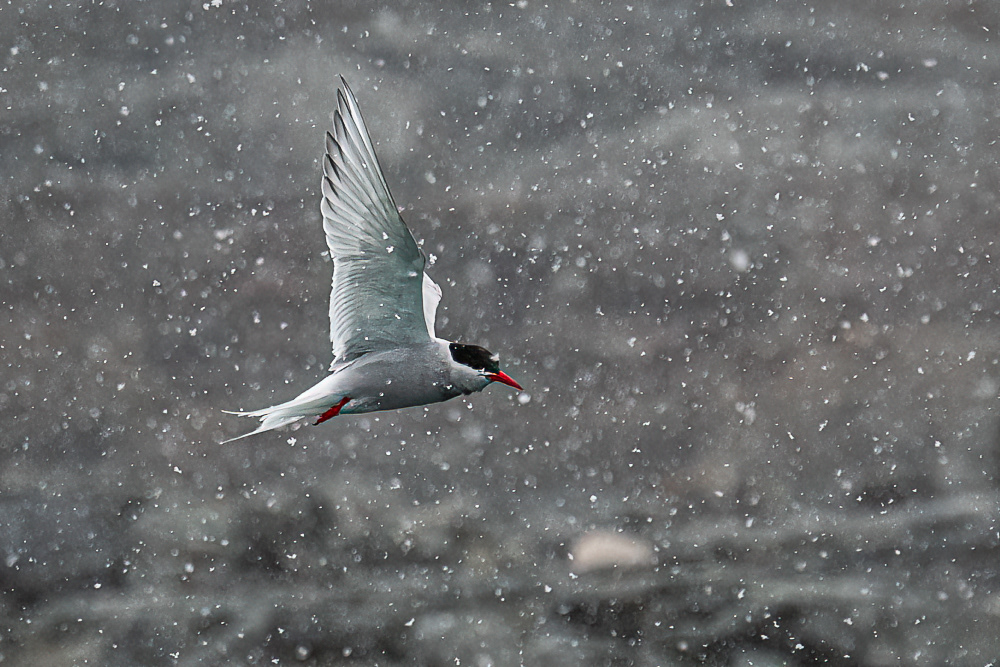 Antarctic Tern